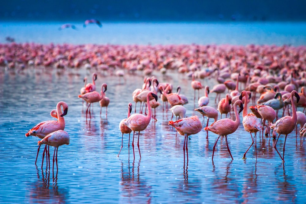 When is the best time to visit Lake Nakuru national park on Kenya safari holiday